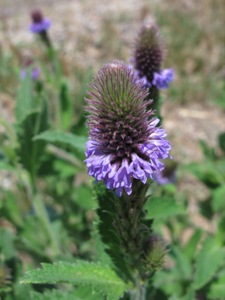 Verbena macdougalii